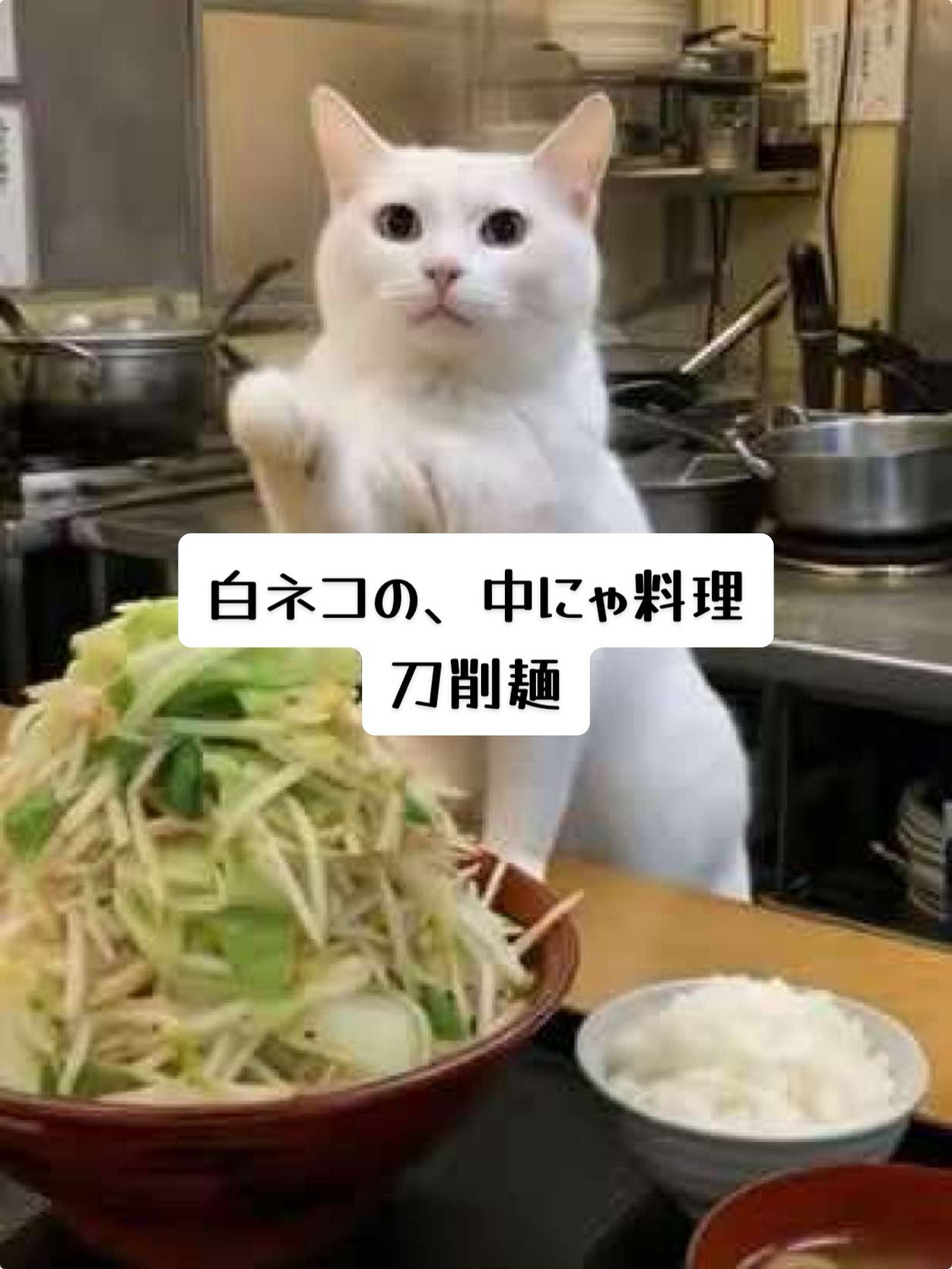 中にゃ料理屋の刀削麺だにゃ！たまの自慢の爪で作ったにゃー ##ai #cooking #cat #猫 #料理 #ラーメン
