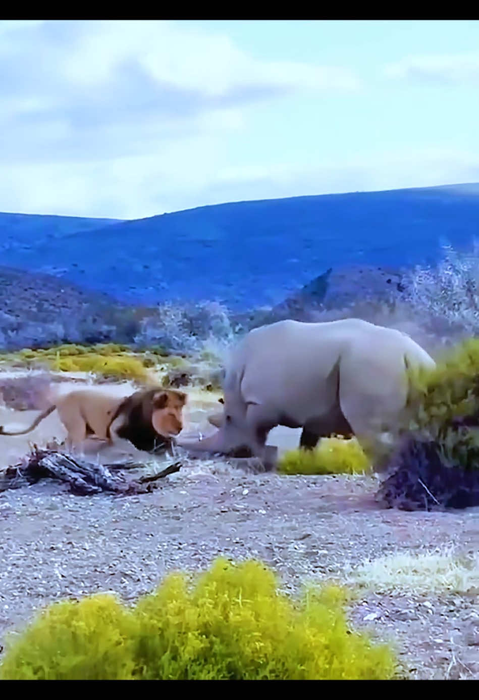 #amazinganimalsworld #nature #wildlife #lion #snake #fyp 