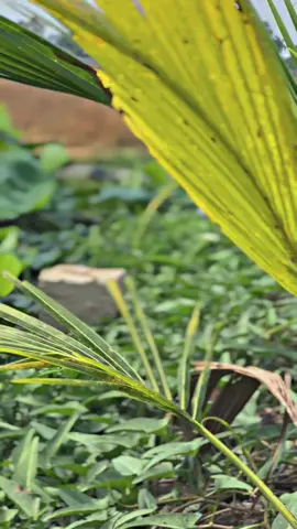 Duyên Số Sắp Đặc👤#binhyen #fyp #canhqueyenbinh #🏠🌿 #baclieu #haugiang95 #xuhuongtiktok 