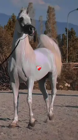 #CapCut #الخيل_العربي_الاصيل #خيل_وخياله🐎 #خيل_عربي_اصيل #حصان #الخيل_عشق_لاينتهي #تصميم_فيديوهات🎶🎤🎬 #الخيل_من_خيالها #خيول #ماشاء_الله #تبارك_الله #اذكروا_الله #foryou #fyp #f 