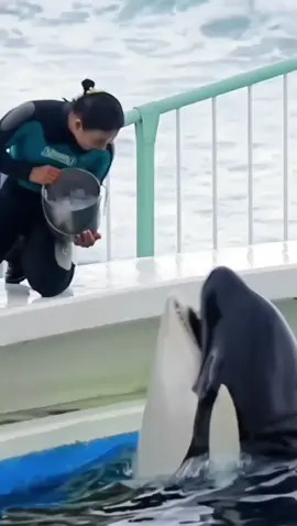 #creatorsearchinsights #Dolphin #trending #foryou #Dolphin #trending #foryou #Dolphin #trending #foryou #Dolphin #trending #foryou #Dolphin #trending #foryou #Dolphin #trending #foryou #Dolphin #trending #foryou #Dolphin #trending #foryou 