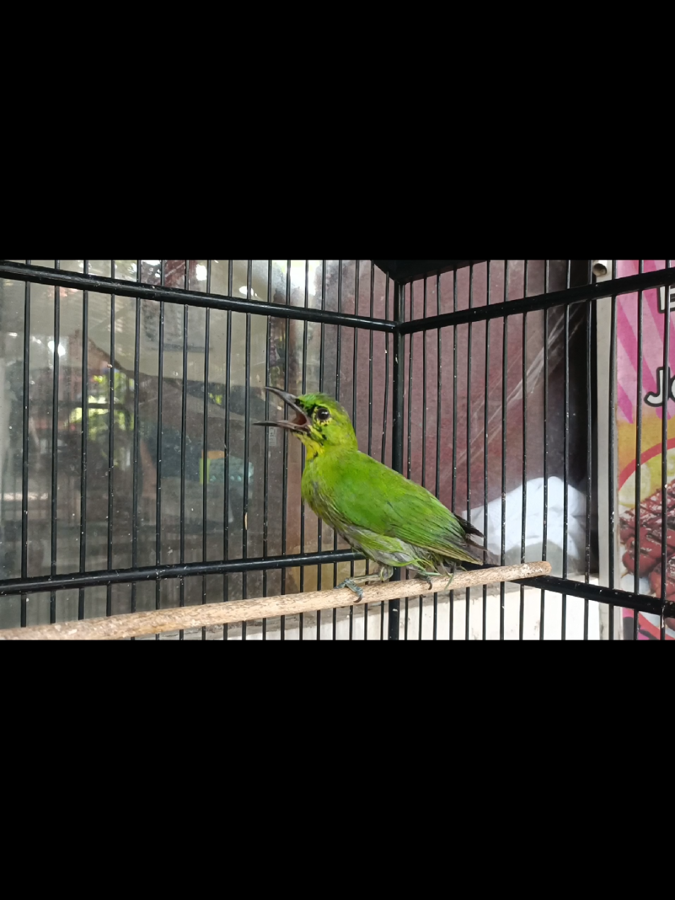 #jamtrokmania #trotoljahat #cucakijo #trotolcucakijo #ijomaniaindonesia #cucakijomania #cucakijoprestasi #kicaumania #cucakijobanyuwangi #cucakijojember #cucakijoberau #kicaumania #fyp 