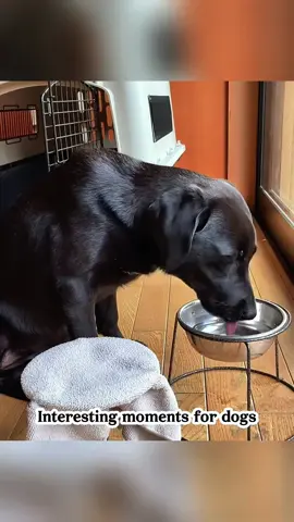 How my dog drinks water 🐶 #dog #funny #funnydog #fyp #😂😂😂 #🤣🤣🤣 