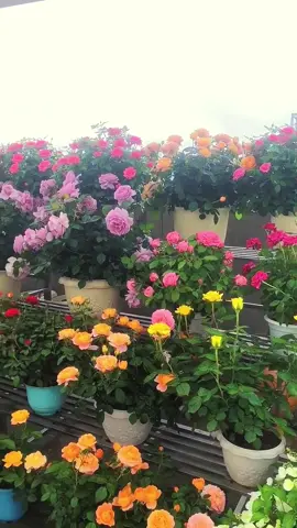 #flowerarrangement, #creatorsearchinsights #floraldesign, #flowertips, #gardening