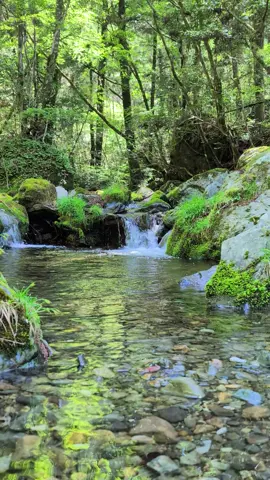 Beethoven: Beautiful natural scenery accompanied by Piano Sonata No. 8🎹🎹#classicalmusic #relaxingvideo #nature #ヒーリング #自然