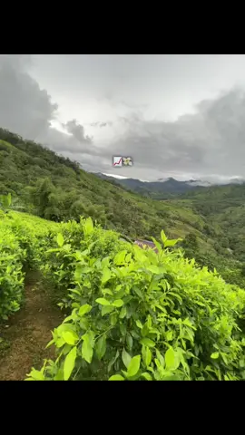 #contodorespetillo #corridos #trabajando #fypviral 