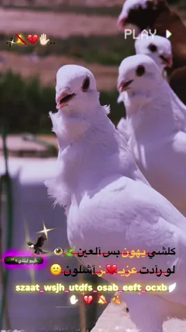 كلشي يهون بس آلعين لو رآدت عزيـ💔ًـز شلون #ارافل_الناصريه_عشاق_الارفلي_المرسرس #ارافل_الناصريه🤘🔥😶 #مشاهير_تيك_توك #ستوريات #مشاهدات #ارافل_الناصريه💯 #💔 #تفاعلكم #🩵@الناصري @حسون⚠️🚩 @فكات ارافل وحمر الديوانية @علي محسن 🦅 @حہسہؤن نہآصہريہه @صأإفي @العضب ابو الرس✌️👑 @﮼ࢪضيوو 𓅔 @حيادر 💜✌️ @ألدون🇵🇹🕊 #لايك #متابعه #💔 