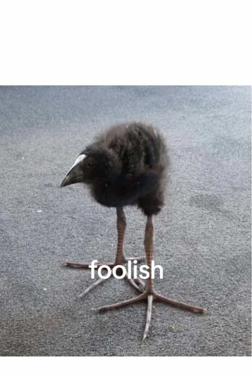 foolish #pukeko #bird #bigfeetbird #fyp #funny #edit #meme #shitpost 
