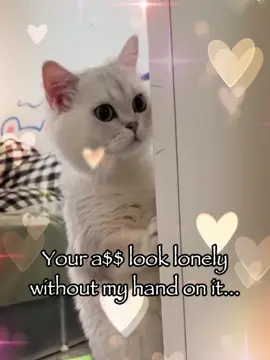 It looks so lonely #cat #catsoftiktok #trending #relatable #rizz #fyp #fyppppppppppppppppppppppp 