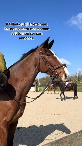 Love you #fyp #horse #equitation #cavalier #trends #pourtoii #cheval 