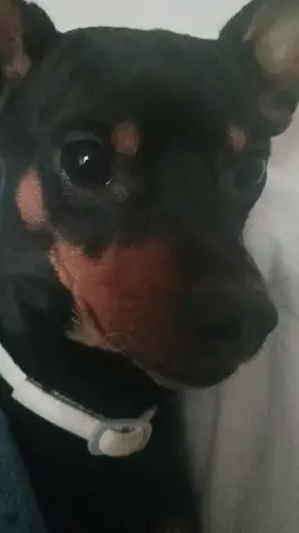 non è aggressivo è solo geloso delle mie cose che pensa siano sue,in primis il letto e il  cuscino 🤣