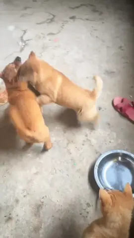 #fby hay chú cún tinh nghịch #cutedogs #lovelydogs #dogtiktok #xuhuongtiktok 