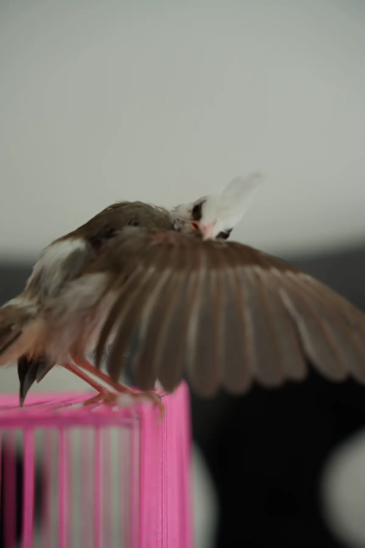 Hello mng đây là những em bé bên emm ♥️  #CapCut #chaomaobaydau #chaomaodaibang #chaomaobachtang #chaomaoxam #chaomaodauvip 