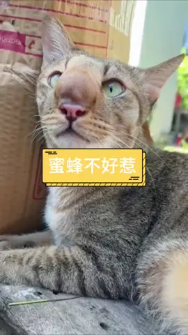 #猫猫 #配音 #搞笑  猫咪捉蜜蜂