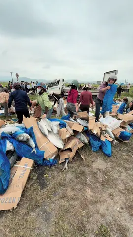 Người dân Mỗi người mỗi tay giúp lái xe tải thu gom cả tấn cá sau tai nạn ♥️#kỳanh_38k1 #kykhang 