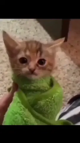 Weird Kitten#meme