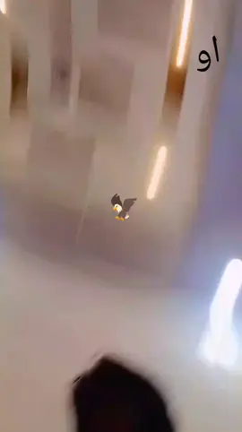 @🦅P E E R I 🦅 @peshawar king @𓆩乙ᴀKɪᖇ乂KʜᗩʀOᴛY𓆪 