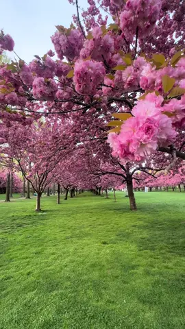 Bloom alert! 🚨🌸 Cherry Esplanade and Cherry Walk have just hit peak bloom. These blossoms should last another week or so. BBG is open Tuesday through Sunday, Tuesday–Thursday from 8 a.m.–8 p.m. and Friday–Sunday from 8 a.m.–6 p.m., except last entry 3 p.m. this Friday April 25 due to Hanami Nights. When you visit, please remember that Brooklyn Botanic Garden is a museum of living plants. Please don’t touch any parts of our plants, pick flowers or other plant parts, or walk in plant beds. #nyc #brooklyn #flowers #cherryblossom #spring #fyp 