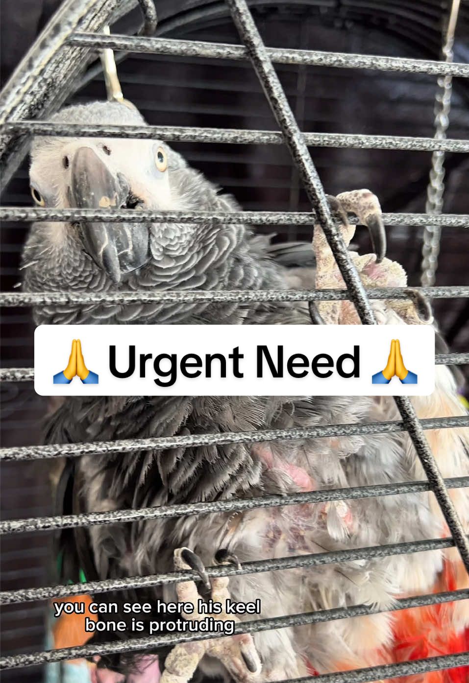Please be kind. Abusive comments will be moderated. #parrotrescue #animalsanctuary 