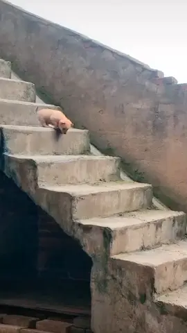 aafai ladeko😃😃! #dog 🐕️🐕️ #goviralvideo 
