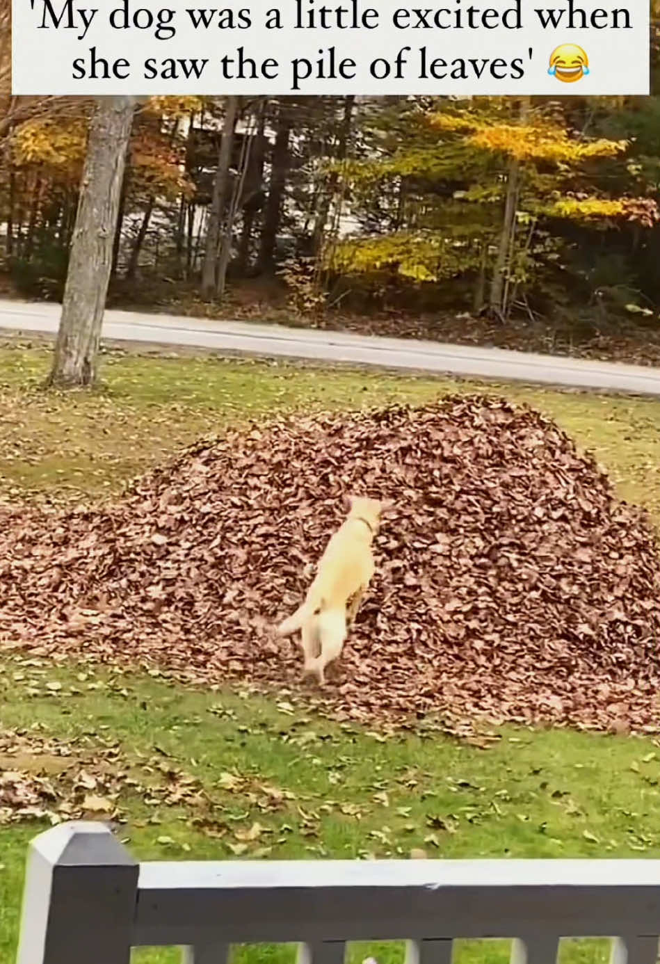 Try not to laugh 😂😂😂 #animals #funny #pet #dog #funnyanimals #funnyvideos #haha #dogsoftiktok #cat #funnypets #PetsOfTikTok 