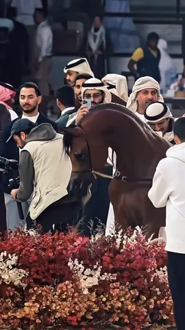 #صلوا_على_رسول_الله #جمعة_مباركة #الخيل_العربي_الاصيل #الخيل_عشق_لاينتهي #خيل_وخياله🐎 