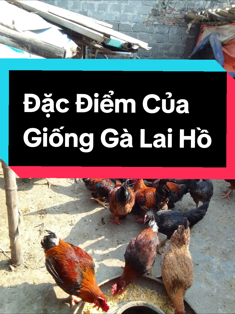 con giống gà lai hồ, gà hồ lai chân to #channuoi #ngong #nguyenhau 