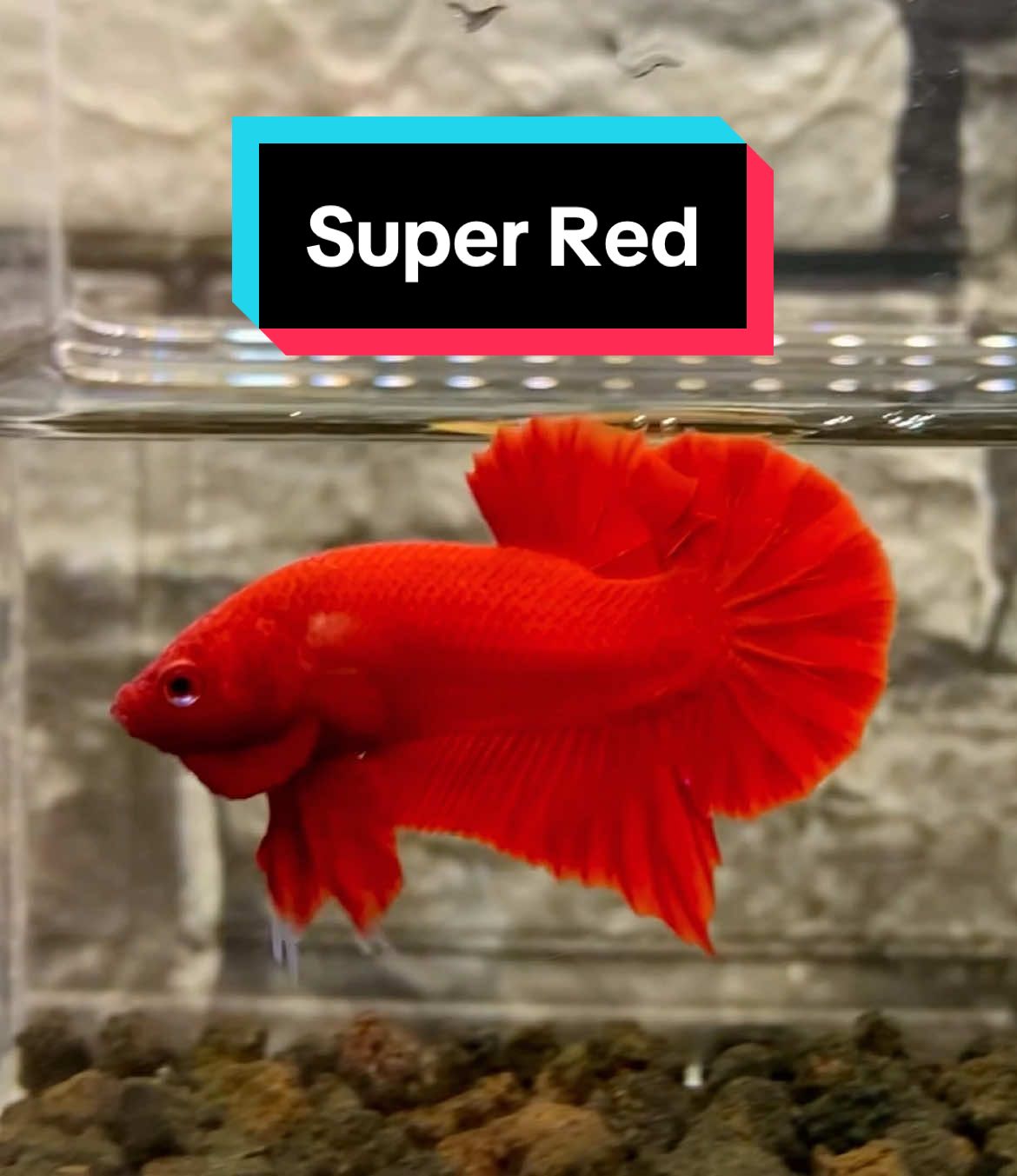 Super Red Plakat  #bvbettaind #ikancupang #cupang #superred #superedbetta #lelangikancupang 
