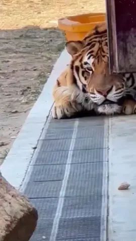 The chubby cat that goes to work seriously every day.#tiger #animals 