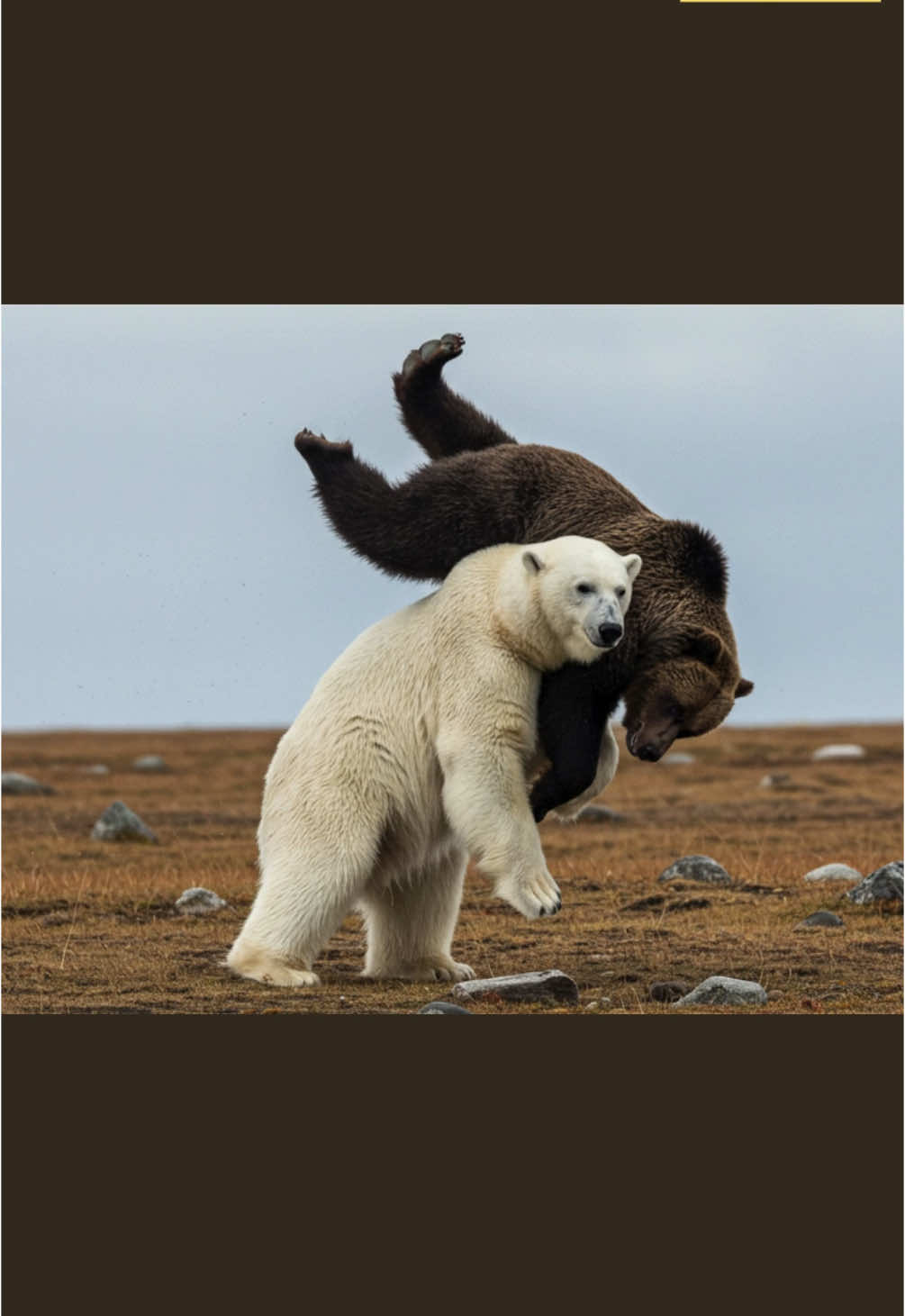 Wild North 🐻‍❄️Polar Bear Uses Judo Techniques in a Brutal Arctic Fight Against a Grizzly 🐻 #polarbear #animals #grizzly 