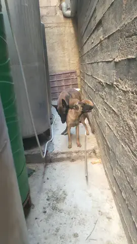 #malinois #viralvideos #chien #شعب_الصيني_ماله_حل😂😂 #fyp 