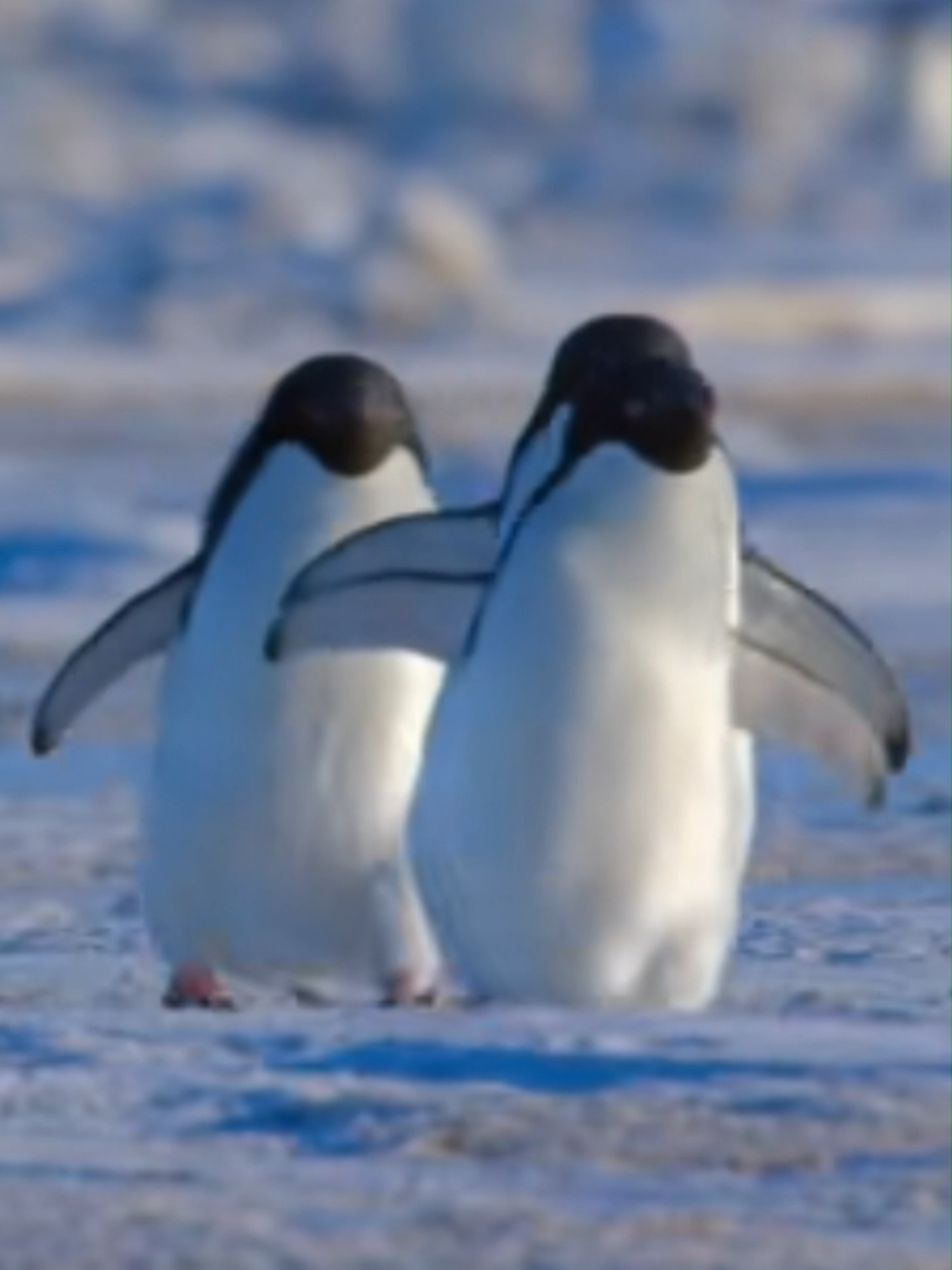 ÇA GLISSE ! #zapnimaux #animaux #pingouin #manchot  Ça glisse sur la banquise. Ils sont mignons, plutôt tranquilles et avec un équilibre très développé... On a tendance à confondre Manchots et Pingouins, et vous, connaissez-vous la différence entre les deux ? Un petit commentaire si vous savez les reconnaitre !