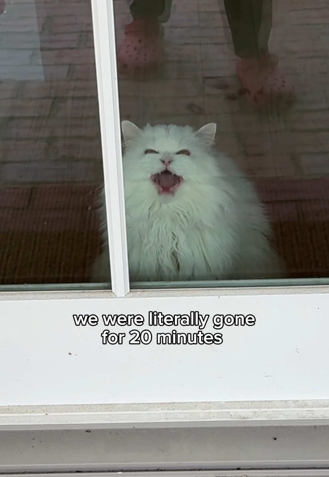what took you so long 😡😡😡 #madcat #fyp #persiancat 