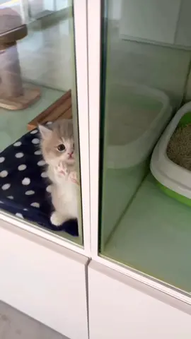 cute kitten#cute #cat #catlover #tiktok #lucubanget #funny #kitten 