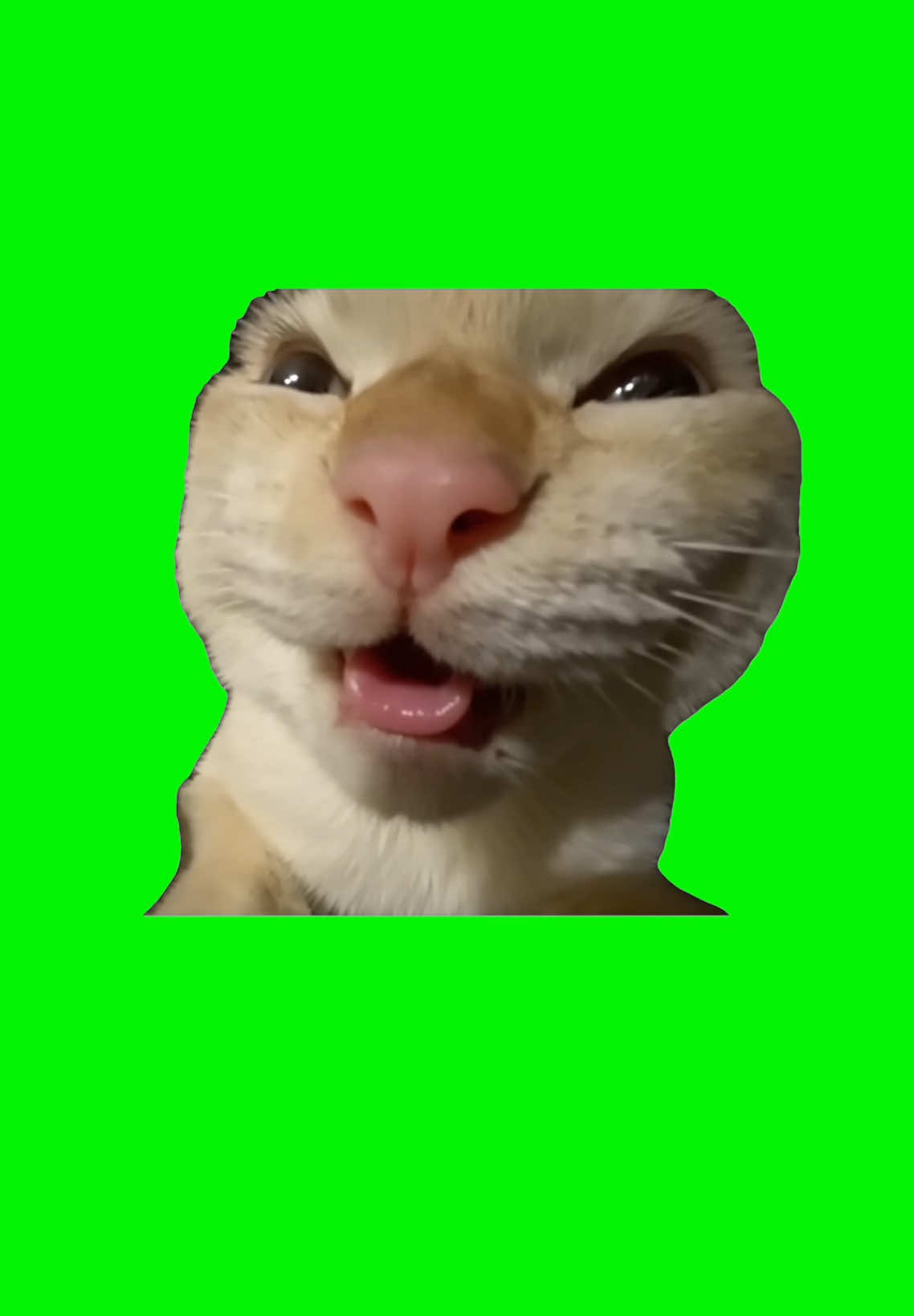MUHEHEHEHEHEHEHE Cat | Green Screen #cat #cats #catmeme #kitten #meme #fyp 