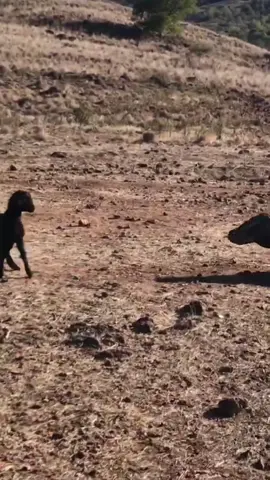 Komodo Dragons Pursuing Their Prey.  #komododragon #animals #wildanimals #thegioidongvat  #animalworld 