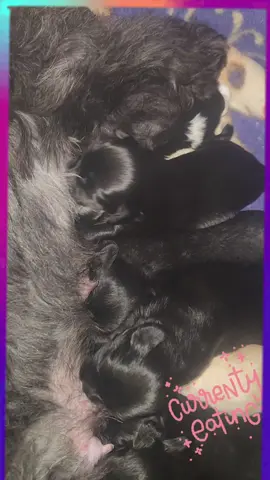 puppies, feeding time  #shihtzusoftiktok #mixbreed #feedingtime 