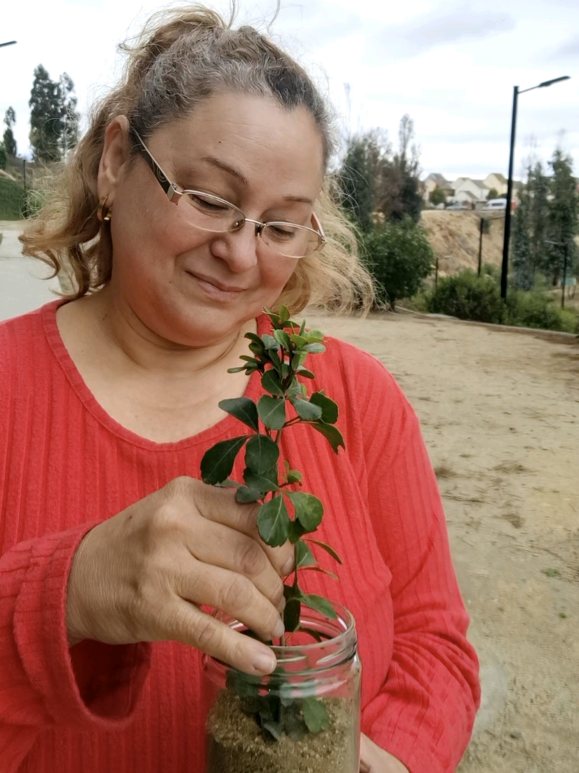 Mis plantitas son mi mayor relajación.  Contar del 1 al 10 también relaja 😂 Cuéntame en los comentarios cual es tu método 😍 #tortasquilpue  #tortasviñadelmar