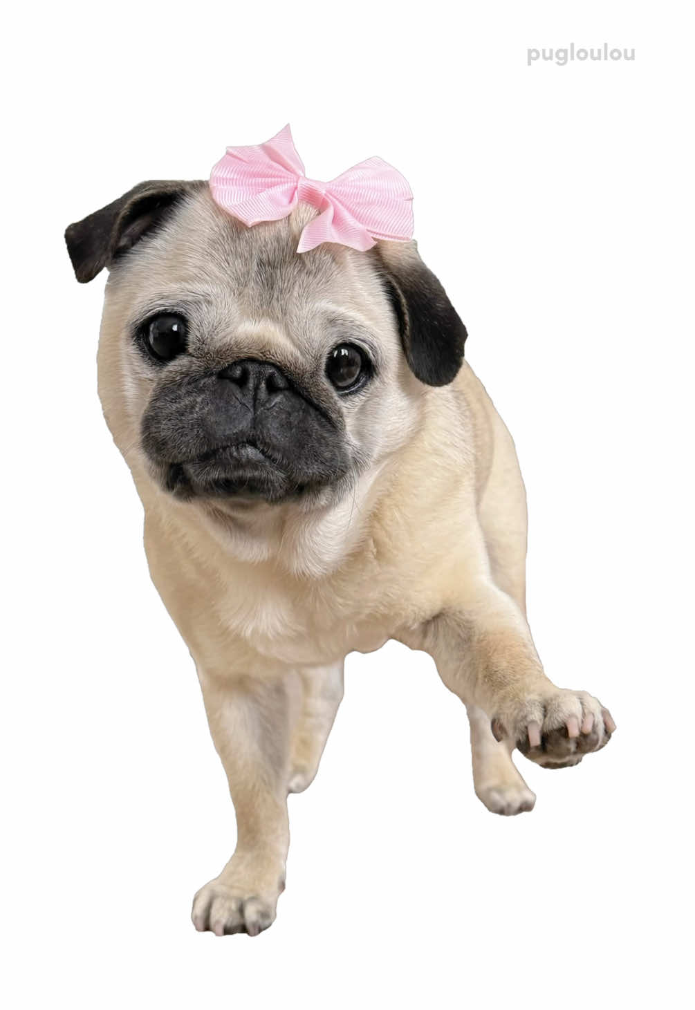 BLEH 😛🎀 #pug #dog #dogsoftiktok #PetsOfTikTok 