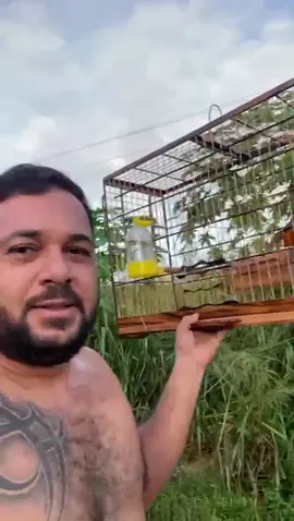 Sabia da mata 👏🏼👏🏼❤️#sabiadamata#sabias#criador#criarepreservar#show#passaros#viralvideos#fyu#segueai 