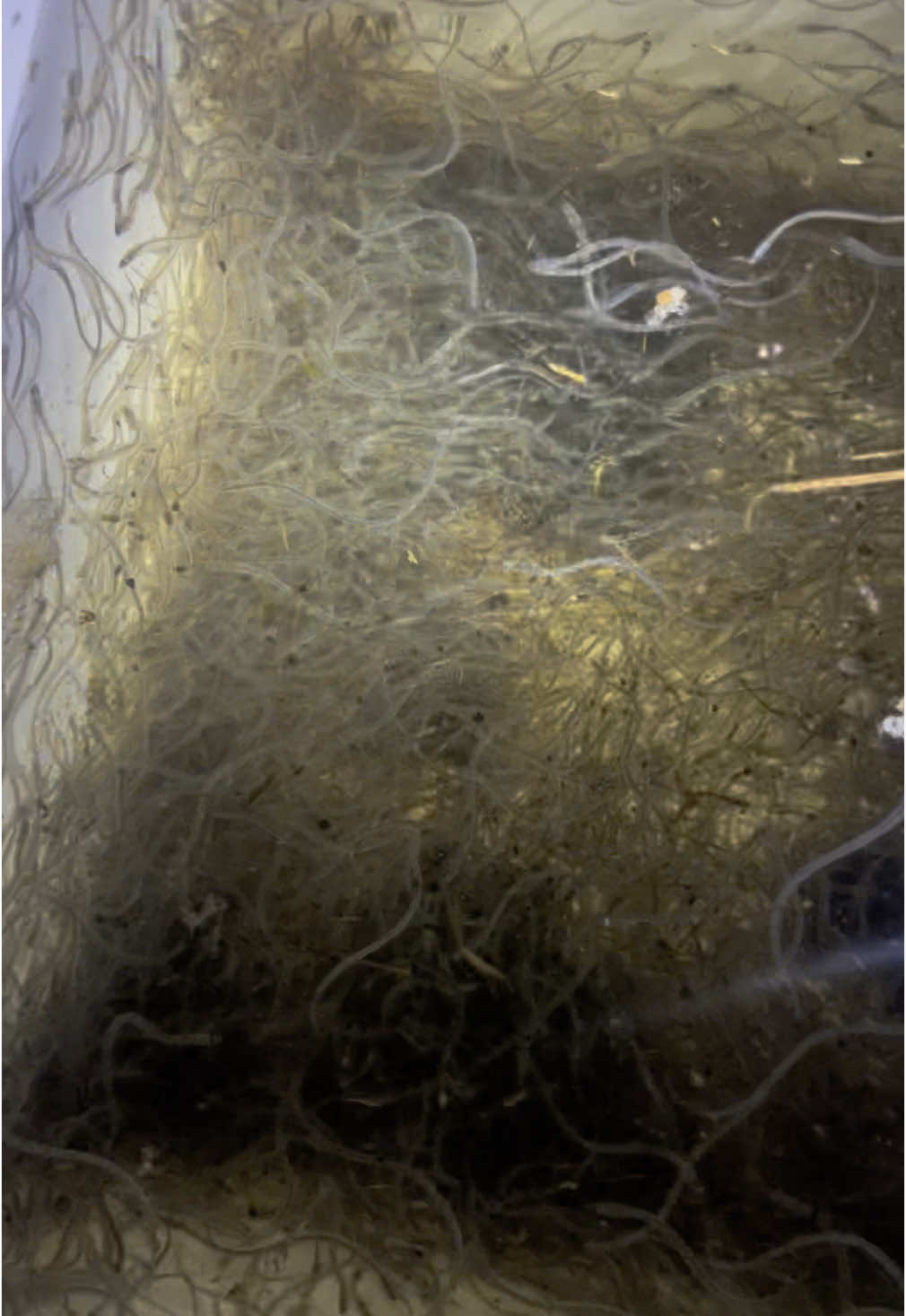 #commercialfishing #elvers #glasseels #eels #novascotia #mikmaq 