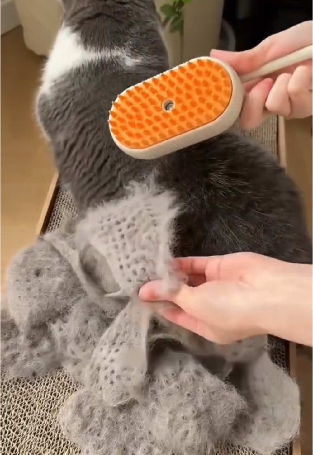 Say goodbye to hair everywhere! Our 3-in-1 Pet Steam Brush removes loose fur, detangles knots, and gives a gentle steam clean – all in one go! Perfect for both cats and dogs. Groom like a pro at home! Link in bio✨🐶🐈.                          #PetCare #SteamBrush #CatGrooming #DogGrooming #PetLovers #GroomingTools #PetTok #FurFreeHome #PetGadget #TikTokMadeMeBuyIt #xyzabc  #fyp #foryourpages #reaction 