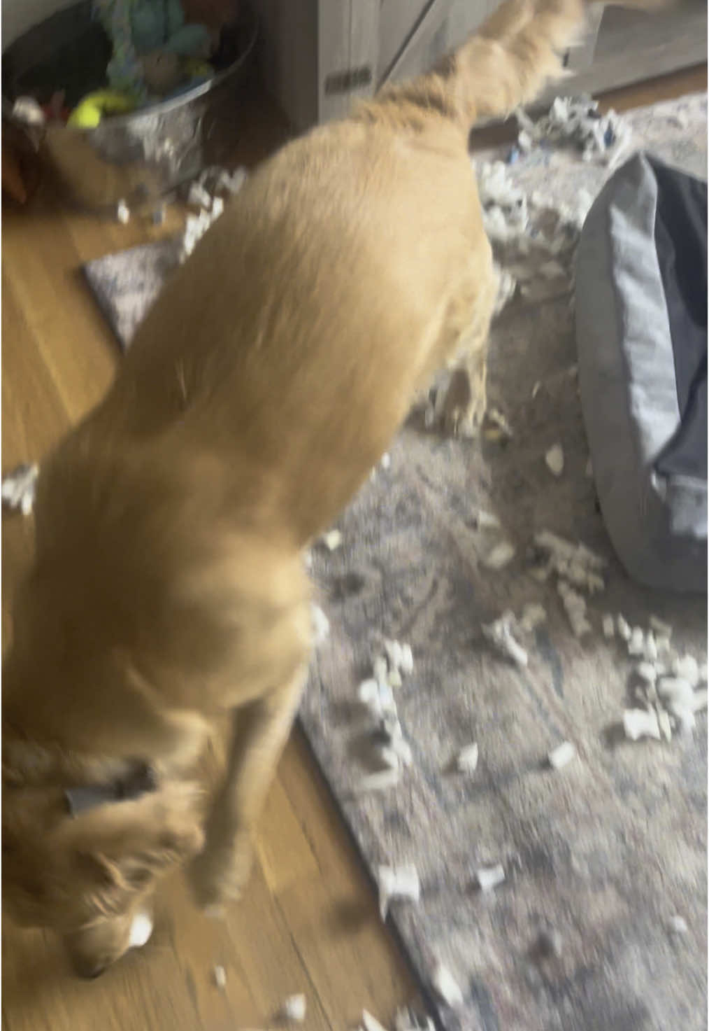 I think mom loves me today #problemchild #fyp #puppytiktok #puppycheck👍 #goldenretrieverlife #denvercolorado #puppytok #foryou 