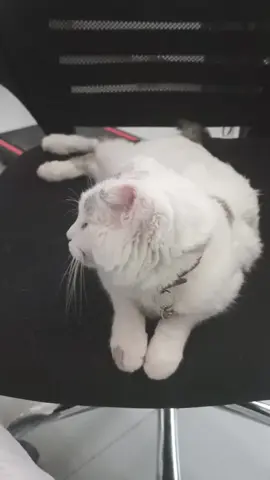mew
