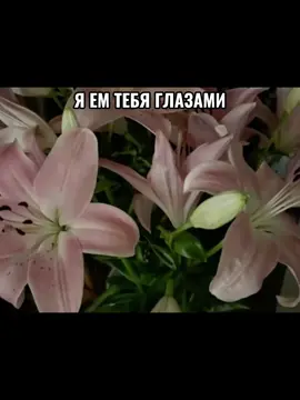🌸#жекабасотский #лилии #такаякрасивая 