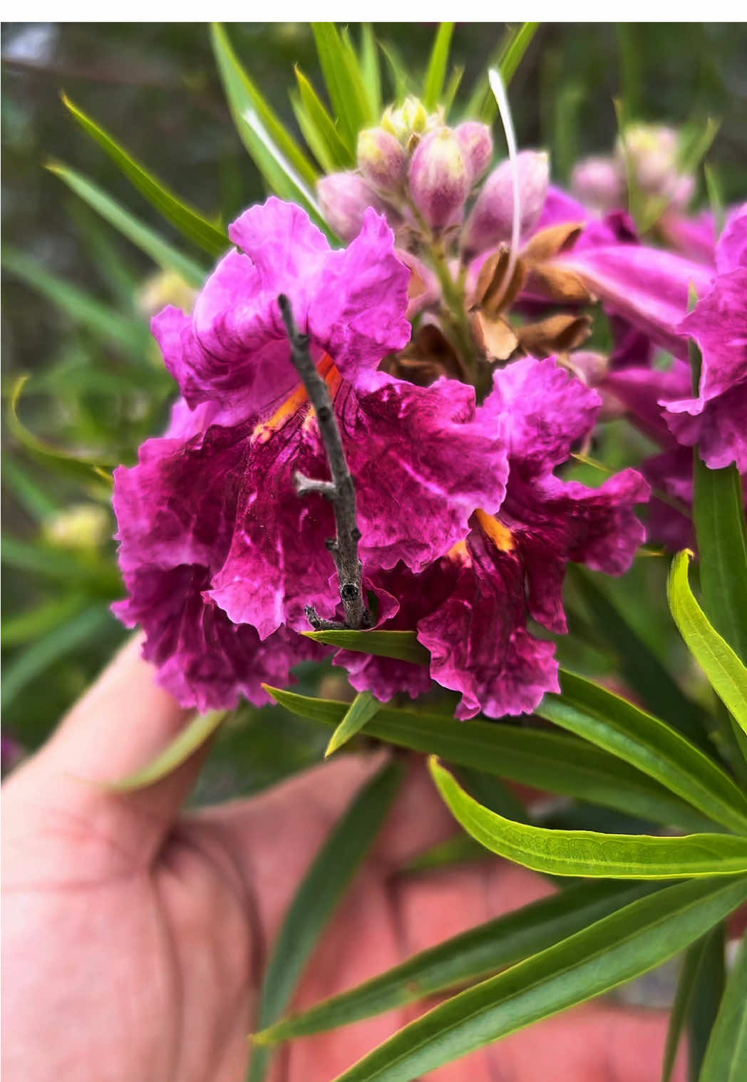Check out this Native Texas ‘Bubba’ Desert Willow! @Poncho 
