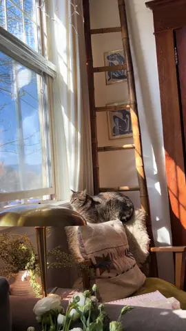 Oh to be a cat basking in the sun watching the city pass you by ✨