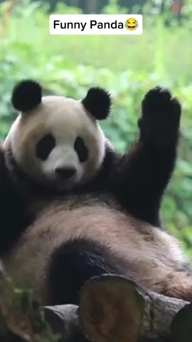 funny pandas🐼😂#panda #pandasoftiktok #cuteanimals #fyp 