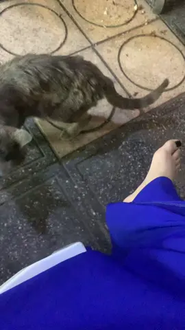 They came to me meow meow #fyp #straycats #cats 
