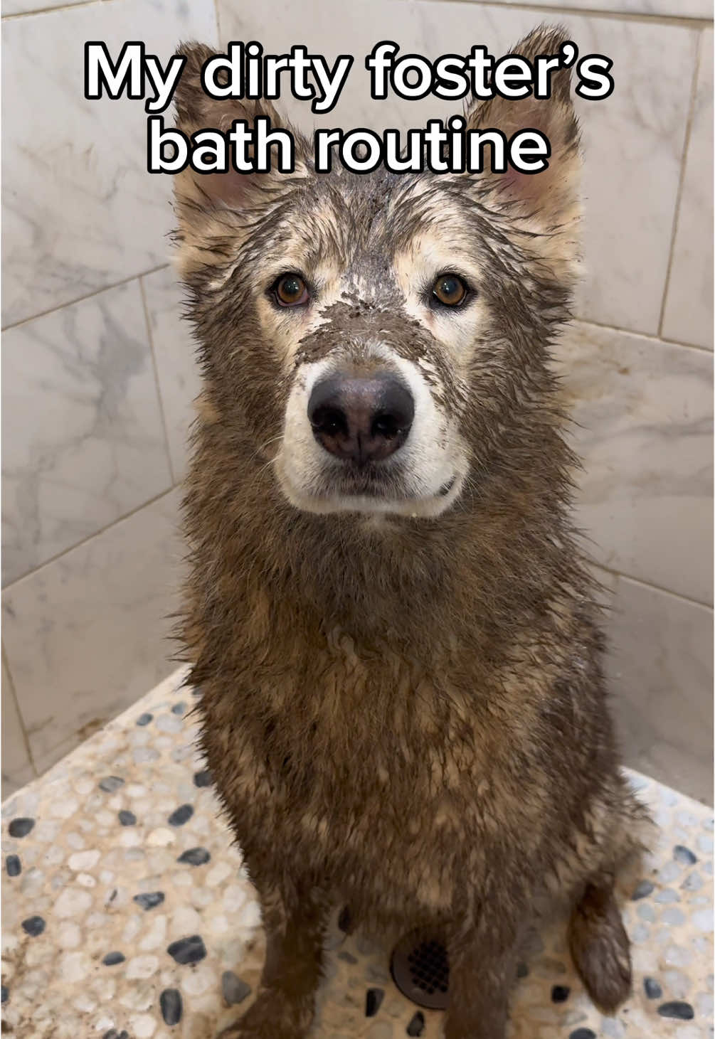 Do you think Glacier enjoyed it? 🧼💜🐾 Glacier came to us from the shelter, he was going to be put down due to lack of kennel space.  Despite spending so much of his puppyhood at the shelter, Glacier is incredibly loving, gentle, and happy. Adoptable through @Underdog Heroes This HUGE, 1.5 year old beautiful Husky is as amazing as they come. He’s potty trained, crate trained, and X-pen trained—completely trustworthy in the house with no resource guarding and no destructive chewing. Despite his wolf-like appearance, he’s calm, low-energy, and incredibly affectionate—snuggling is his absolute favorite activity! He adores kids and loves all dogs, though he plays best with those 40 lbs and up because of his size. He enjoys a good 2-mile walk but doesn’t need much exercise to be happy. He’s  obedience trained and has excellent manners, he’s truly the perfect balance of gentle and cuddly. 🥰 We fell in love with him the second we met him, he is sooo incredibly special to us and if we were in the position to adopt another dog, we would adopt him in a heart beat. #husky #dogbath #doggrooming #dogsoftiktok #asmr 